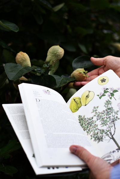 Ausschnitt Buch "In 80 Bäumen um die Welt"